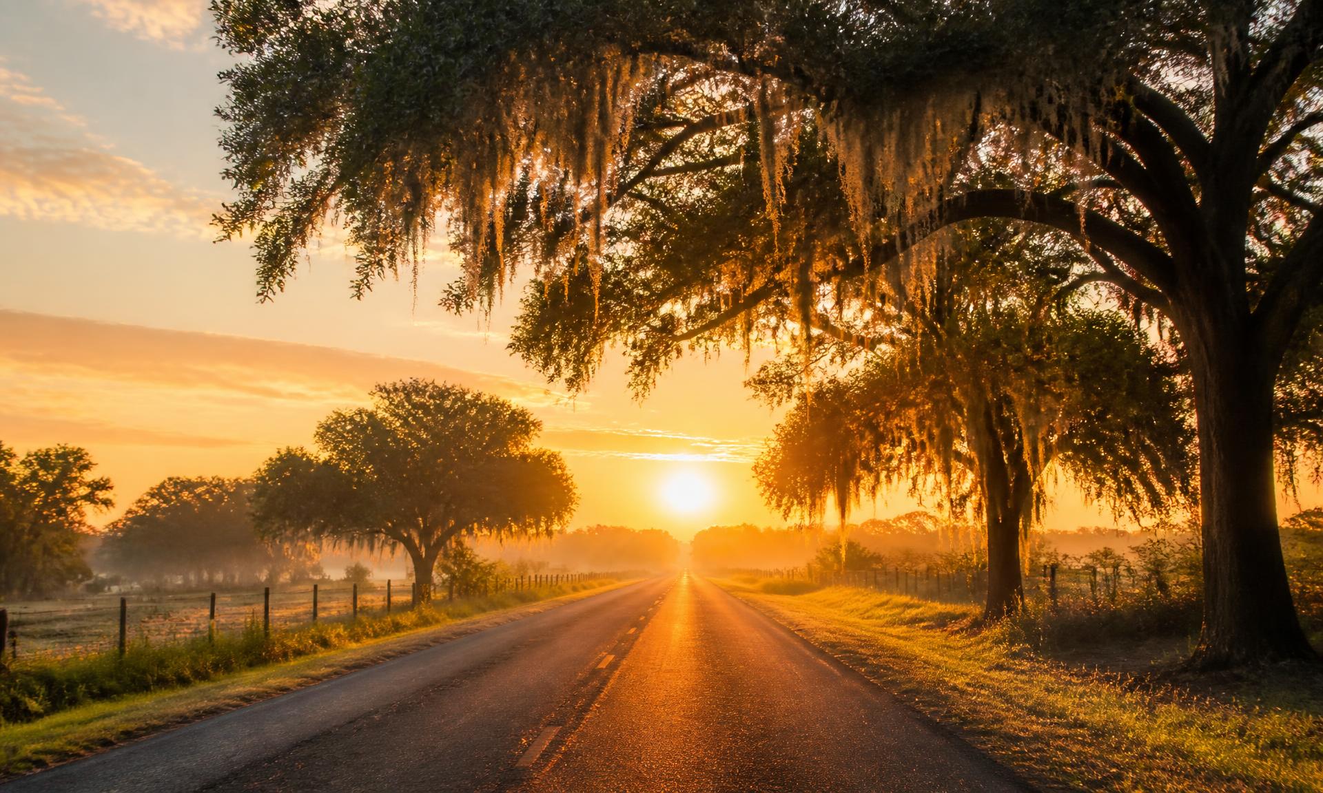 A quiet Florida road at sunrise, lined with oak trees
